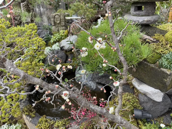 鎌倉　長谷寺　節分祭　梅