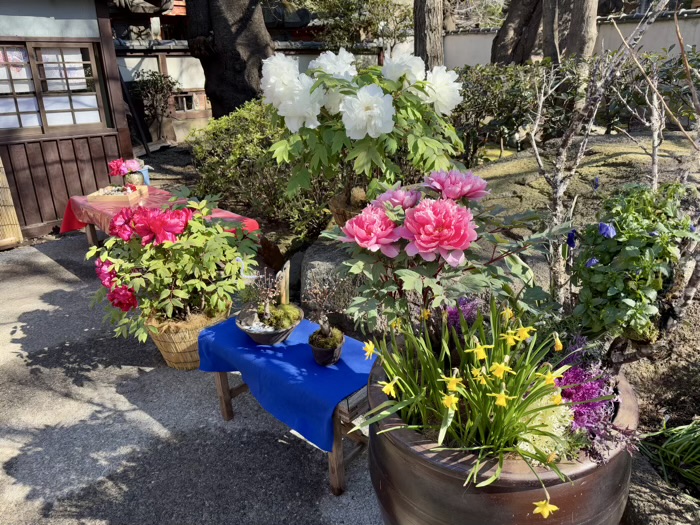 寛永寺　上野東照宮　ぼたん苑