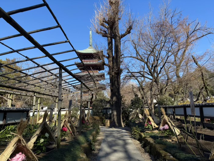 寛永寺　上野東照宮　ぼたん苑