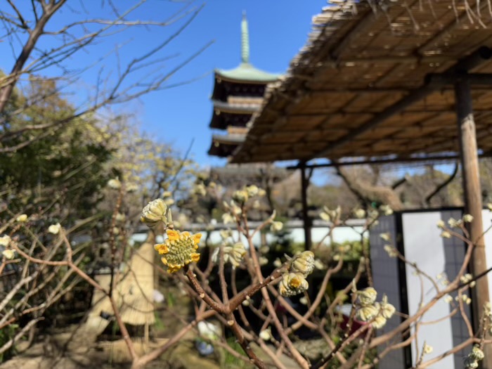 寛永寺　上野東照宮　ぼたん苑