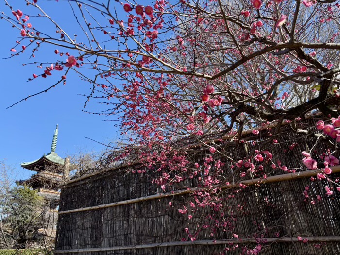 寛永寺　上野東照宮　ぼたん苑