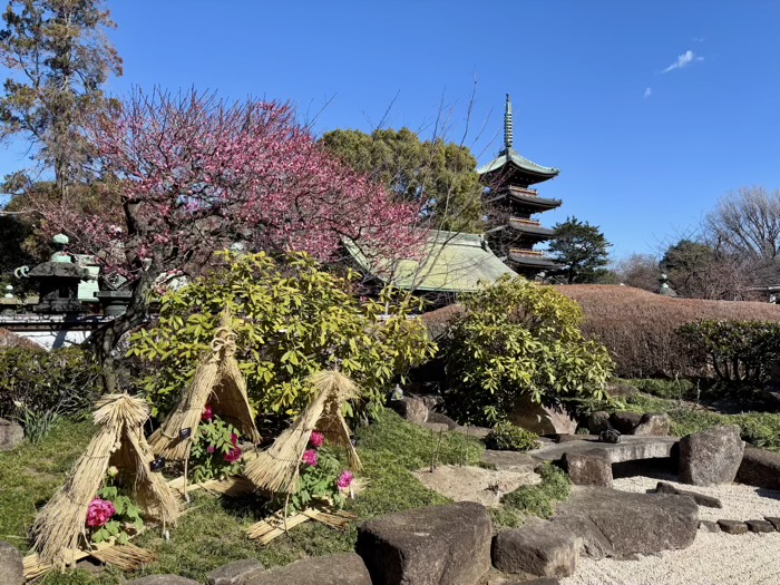 寛永寺　上野東照宮　ぼたん苑