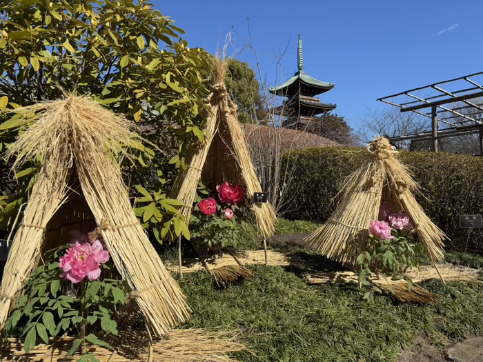 寛永寺　上野東照宮　ぼたん苑