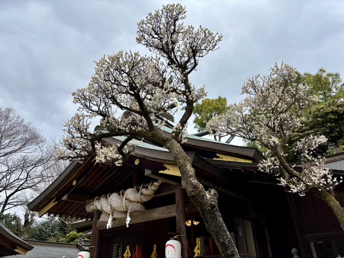 秦野　出雲大社相模分祠　梅まつり　拝殿