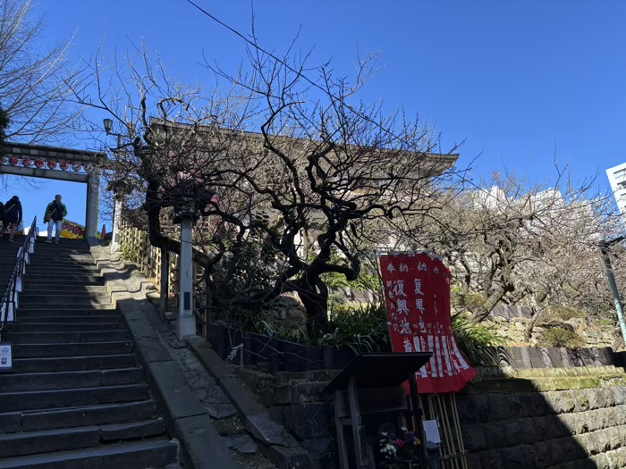 文京区　湯島天満宮　梅まつり