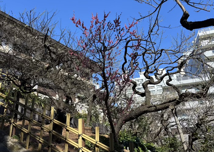 文京区　湯島天満宮　梅まつり