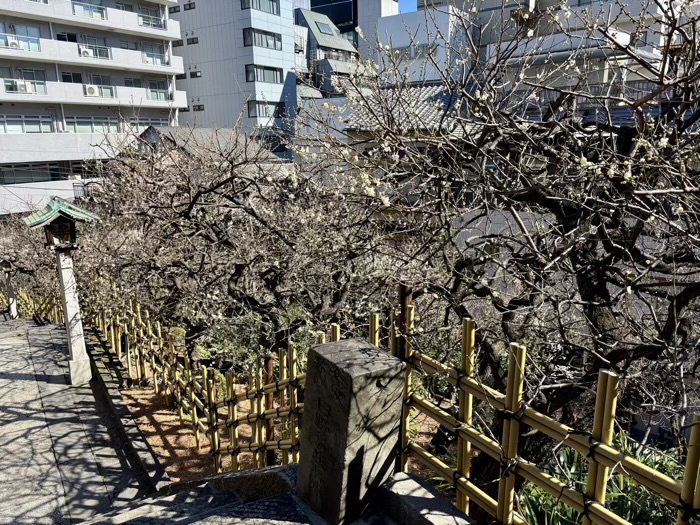 文京区　湯島天満宮　梅まつり