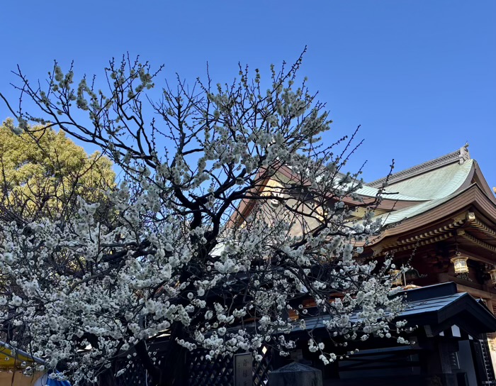 文京区　湯島天満宮　梅まつり