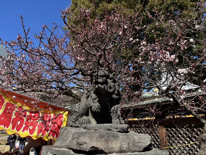 文京区　湯島天満宮　梅まつり