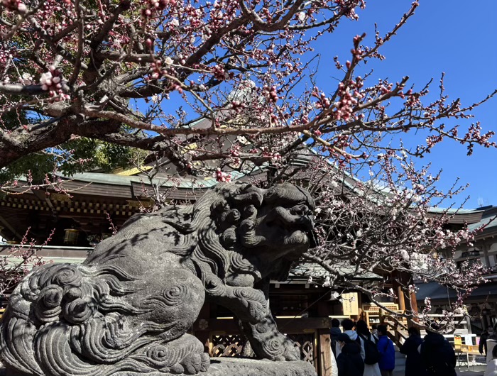 文京区　湯島天満宮　梅まつり