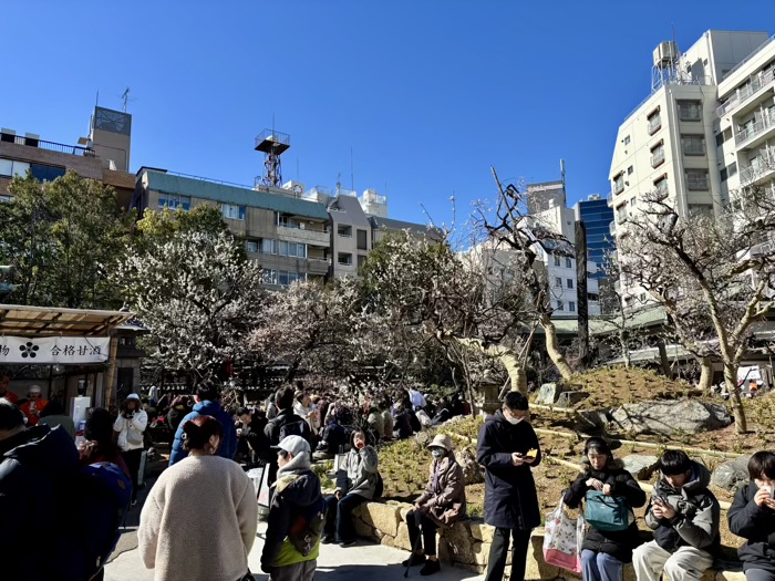 文京区　湯島天満宮　梅まつり