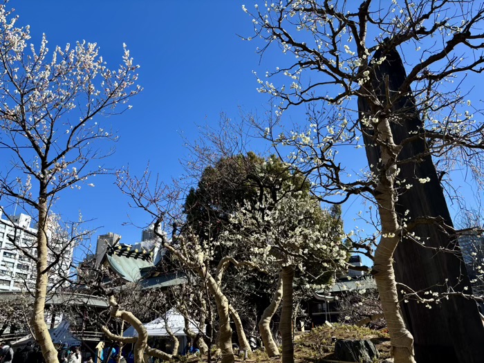 文京区　湯島天満宮　梅まつり