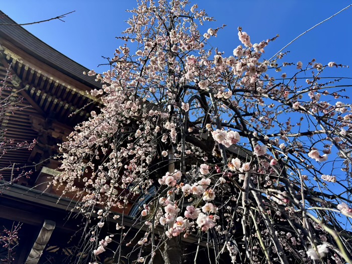 文京区　湯島天満宮　梅まつり