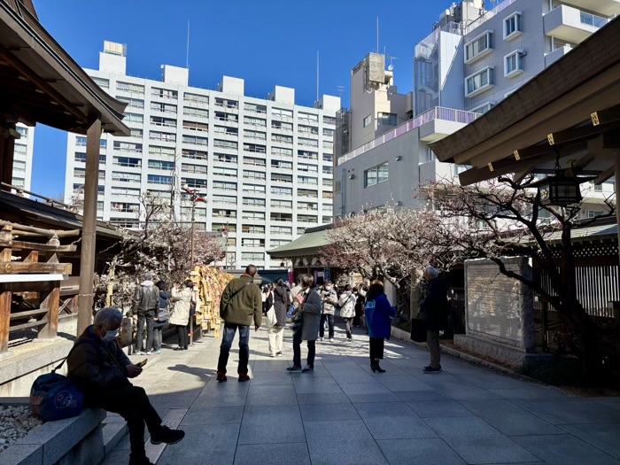 文京区　湯島天満宮　梅まつり