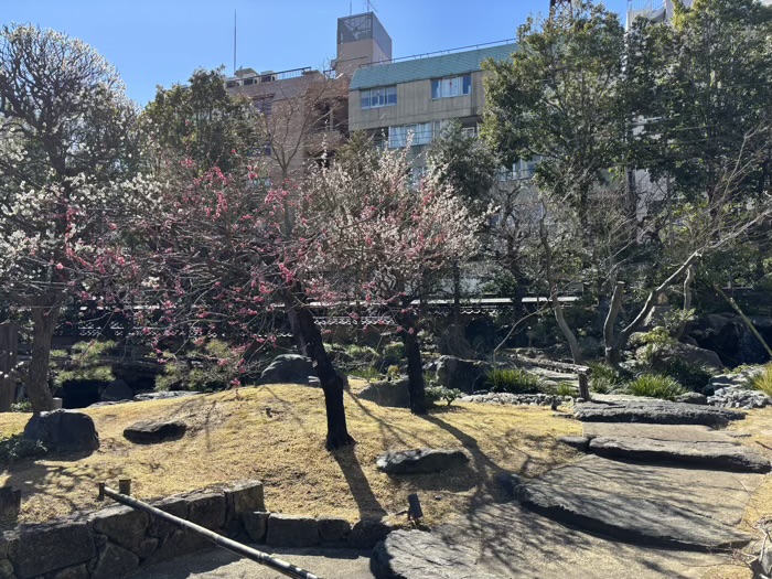 文京区　湯島天満宮　梅まつり