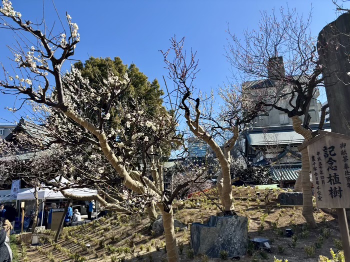 文京区　湯島天満宮　梅まつり