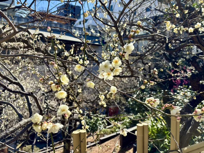 文京区　湯島天満宮　梅まつり