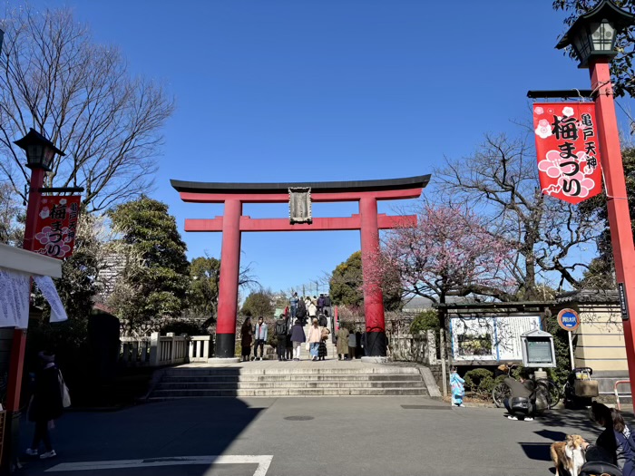 江東区　亀戸天神社　梅まつり