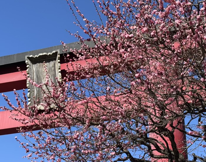 江東区　亀戸天神社　梅まつり