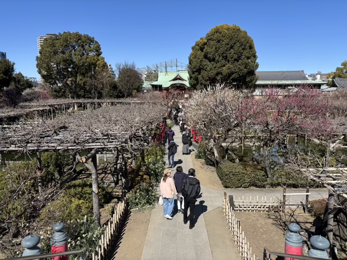 江東区　亀戸天神社　梅まつり