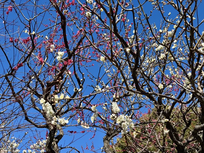 江東区　亀戸天神社　梅まつり