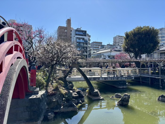 江東区　亀戸天神社　梅まつり