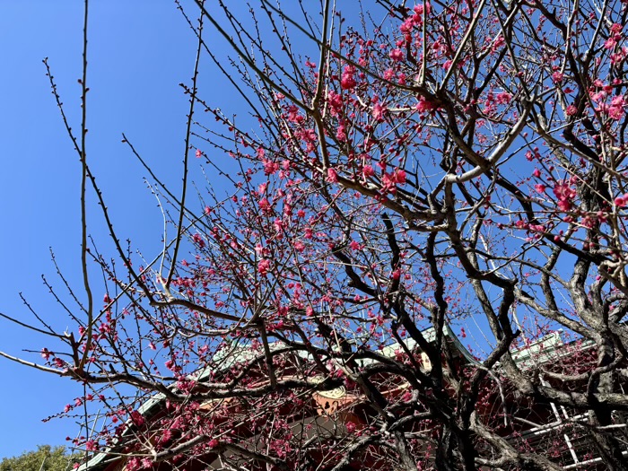 江東区　亀戸天神社　梅まつり