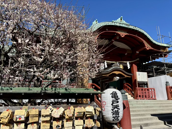 江東区　亀戸天神社　梅まつり