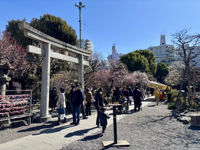 江東区　亀戸天神社　梅まつり