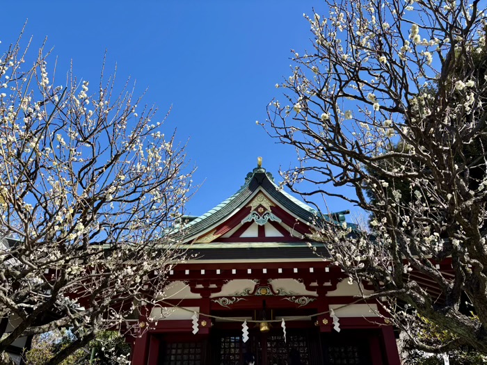 江東区　亀戸天神社　梅まつり