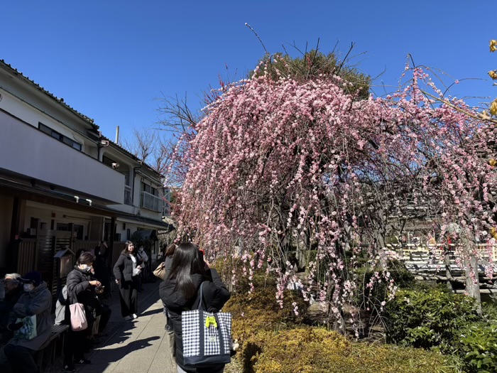 江東区　亀戸天神社　梅まつり