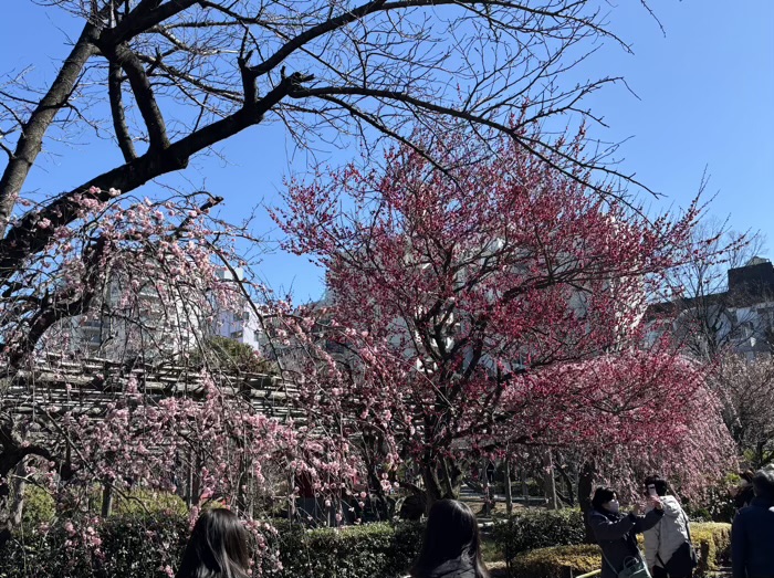 江東区　亀戸天神社　梅まつり