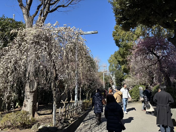 江東区　亀戸天神社　梅まつり　紅梅殿