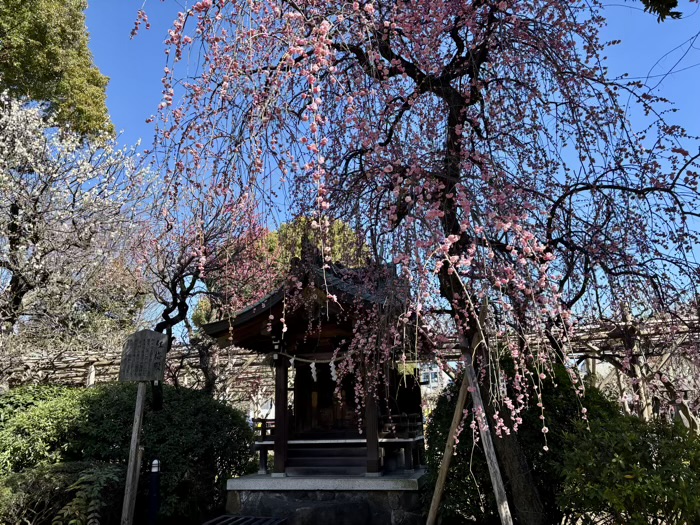 江東区　亀戸天神社　梅まつり　紅梅殿