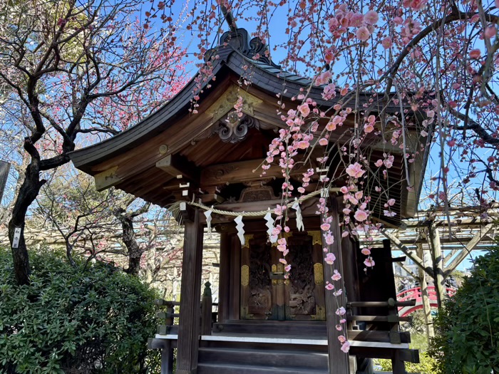 江東区　亀戸天神社　梅まつり　紅梅殿