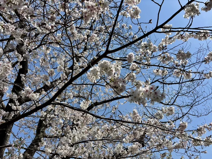 鎌倉　本覚寺　桜