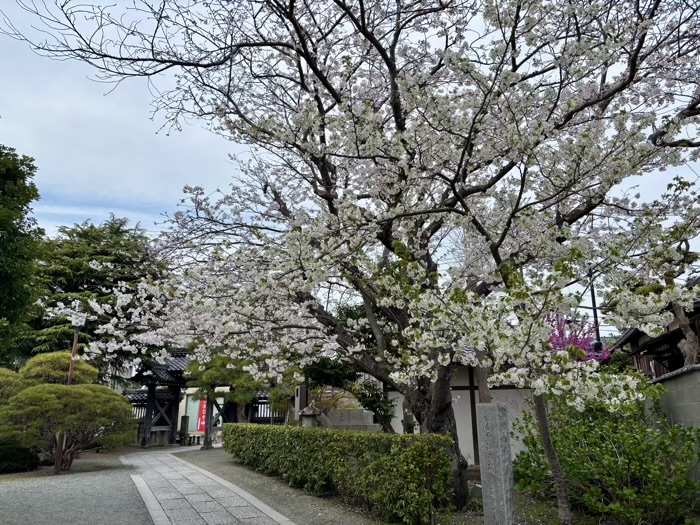 鎌倉　本覚寺　桜