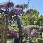 江東区　亀戸天神社　藤まつり