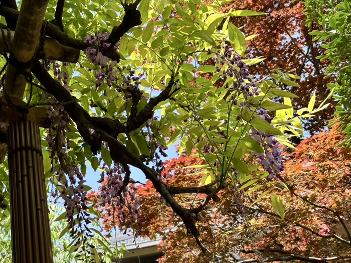 浅草 待乳山聖天 本龍院 庭園