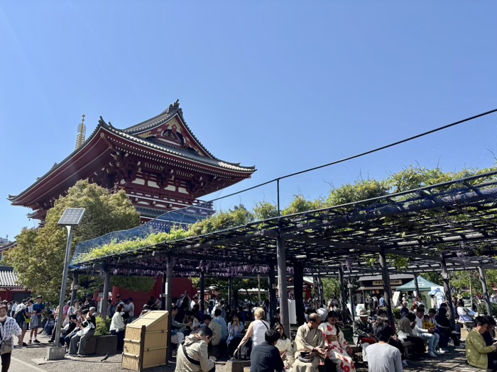 浅草寺　藤棚