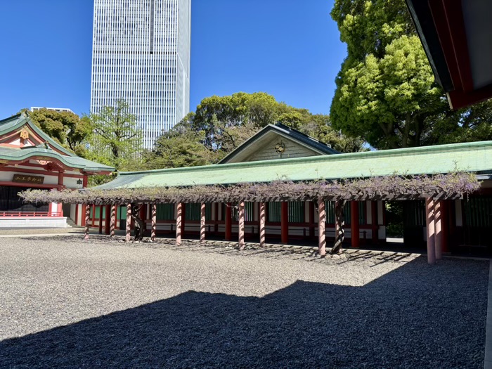 赤坂　日枝神社　藤棚