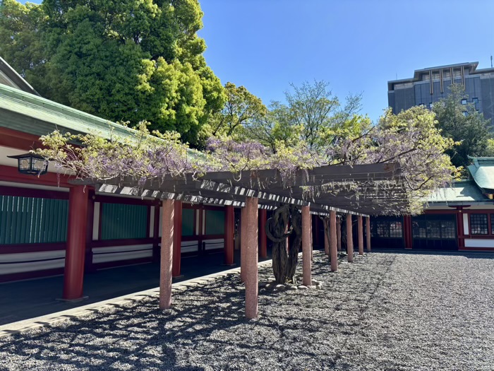 赤坂　日枝神社　藤棚