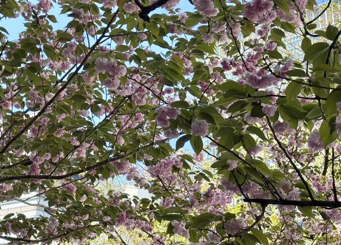 赤坂 日枝神社 西参道