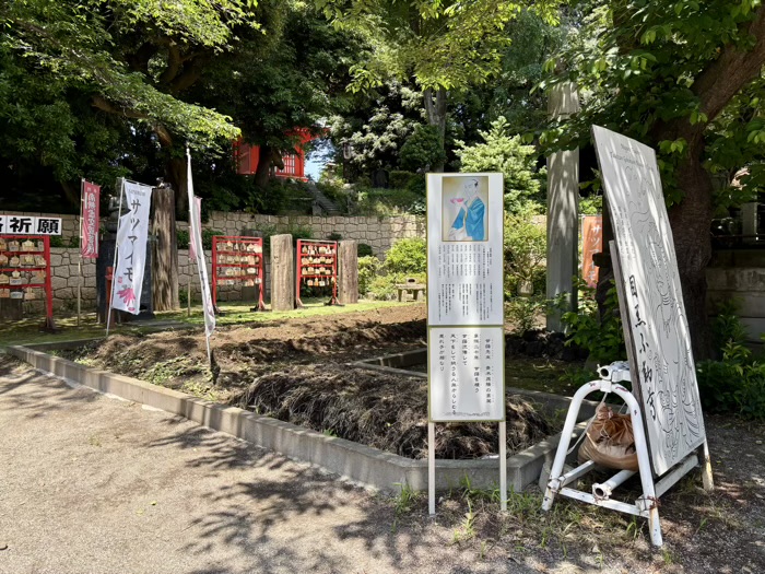 不動前　目黒不動尊　大縁日　さつまいも畑