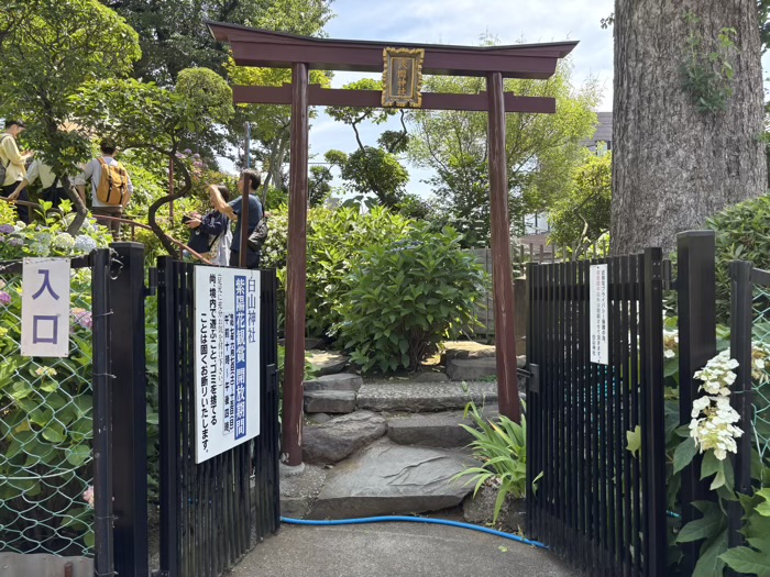文京区　白山神社　あじさいまつり　富士塚
