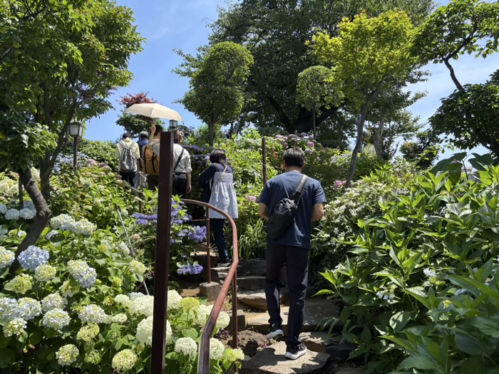 文京区　白山神社　あじさいまつり　富士塚