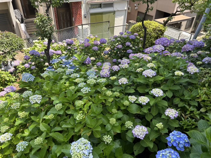 文京区 白山神社 あじさいまつり アジサイの開花状況