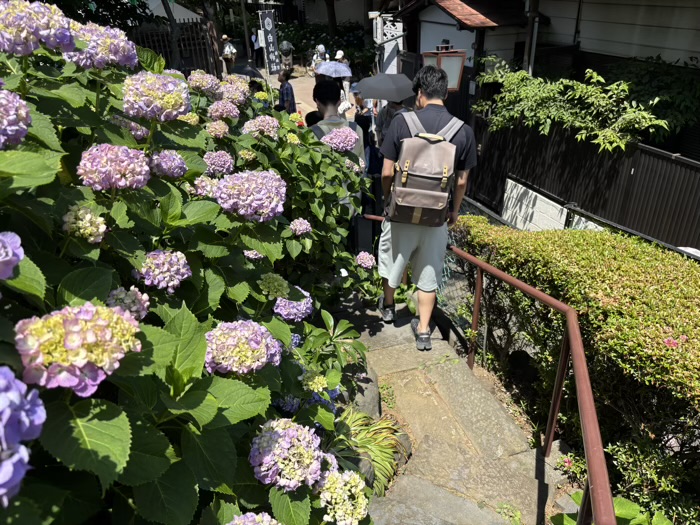 文京区　白山神社　あじさいまつり　富士塚