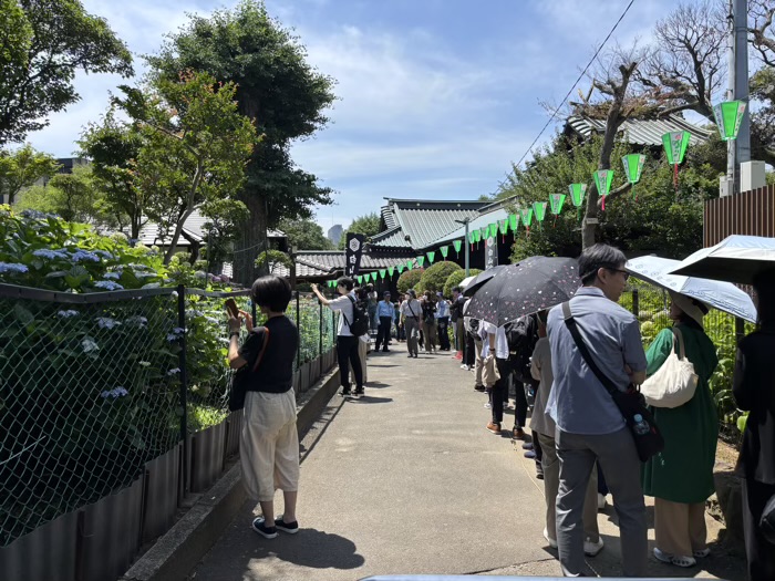 文京区　白山神社　あじさいまつり　富士塚