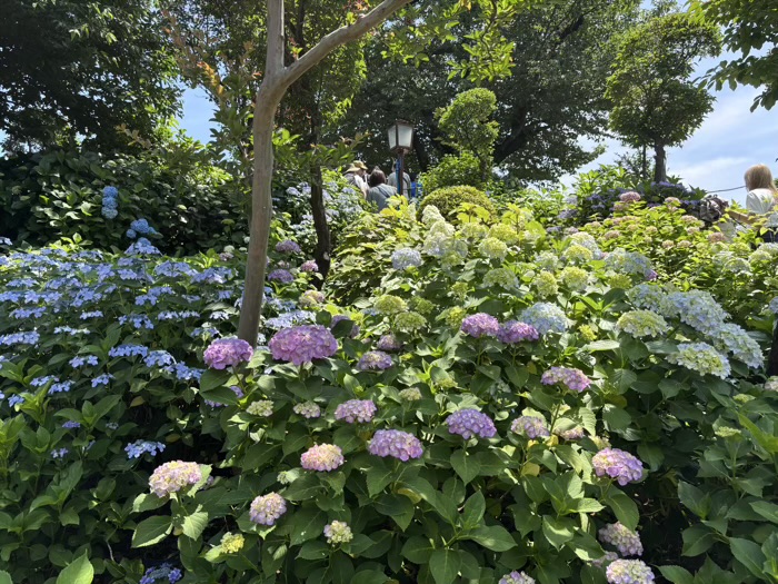 文京区 白山神社 あじさいまつり アジサイの開花状況